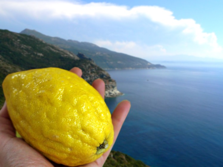 cédrat corse.jpg